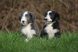 BEARDED COLLIE 324